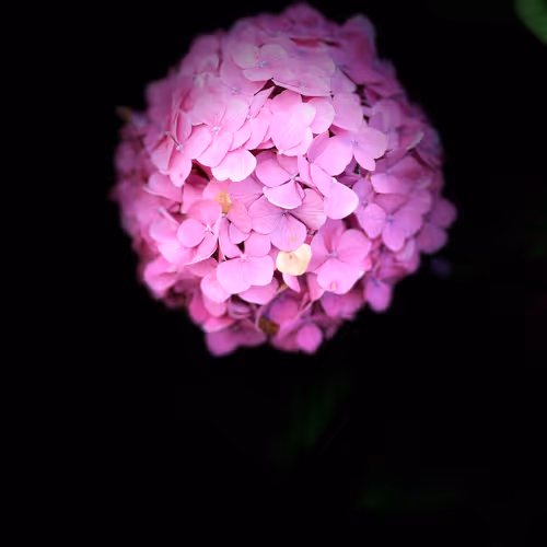 Blood flower