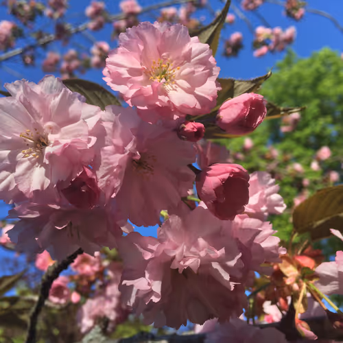 Blooming cherry in Niagara