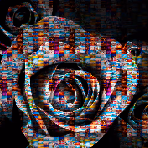 blooming in 19 countries - old