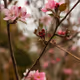 Spring Things - old