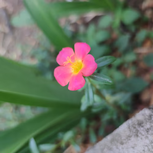 BloomLeaf