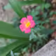 BloomLeaf