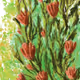 Bloomy Flowers