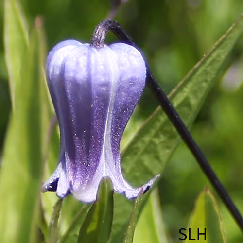 Blue Bell