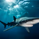 Blue Shark BCS
