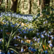 Bluebell Wood