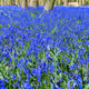 Bluebell Woods