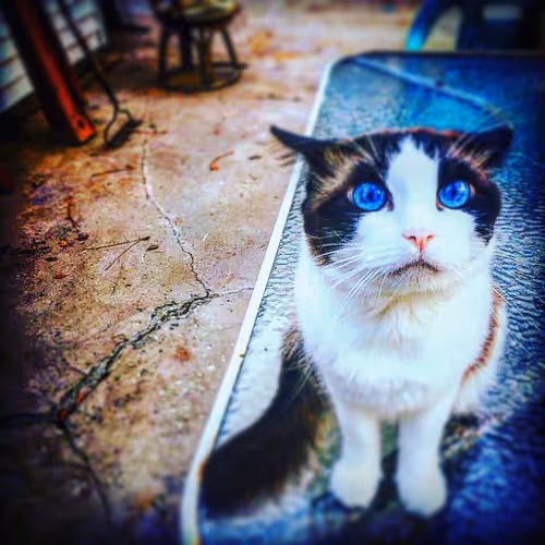Blue Eyed Cata V4