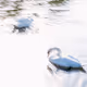 Blurry Moments - Editions