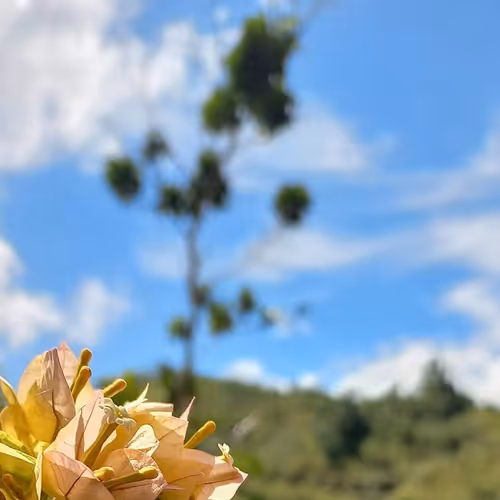 BMA - Beauty Mind Art