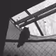 Black and White Film Collection 1 - old