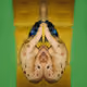 Body Mirroring