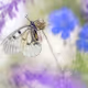 Bokehlicious Butterflies Vol. 1 - old V2