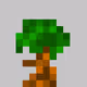 Bonsai by TylerRN