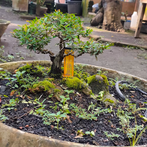bonsai mame cendrawasih