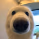 Boop-shell
