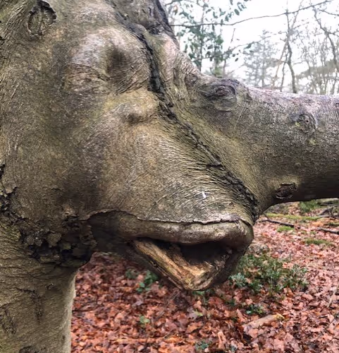 Bored ape in real life - old