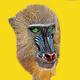 Apes on the Blockchain - Mandrill
