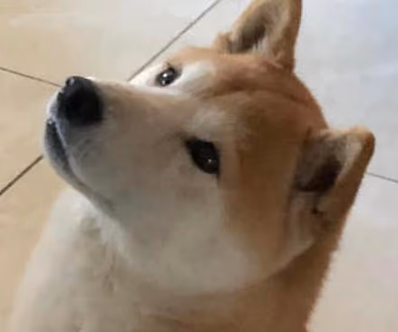 Bored Shiba Cryptopunk Club