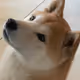 Bored Shiba Cryptopunk Club