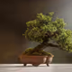 Bosai Plant Pot Tree Leaves