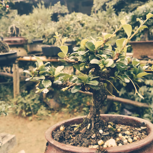 Bonsai draw art - old