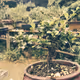 Bonsai draw art - old