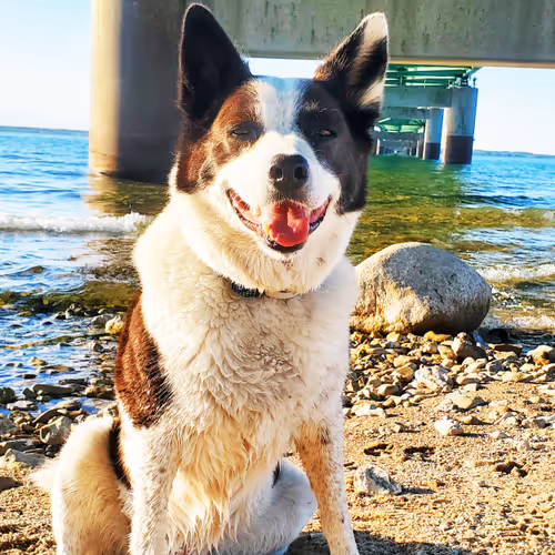 The Adventures of BOLT