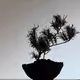 Botani Tribes