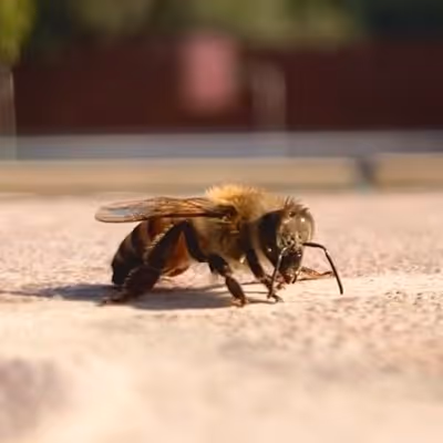 Borislav Dimitrov - old