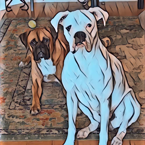 boxer doggies