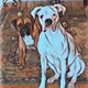 boxer doggies