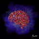 Brainzz