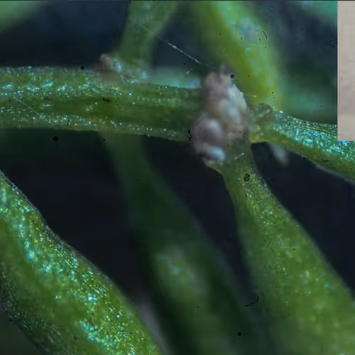 Plant branches y Roots