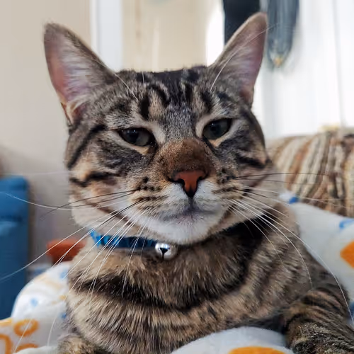 Brat Cat Chronicles