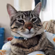 Brat Cat Chronicles