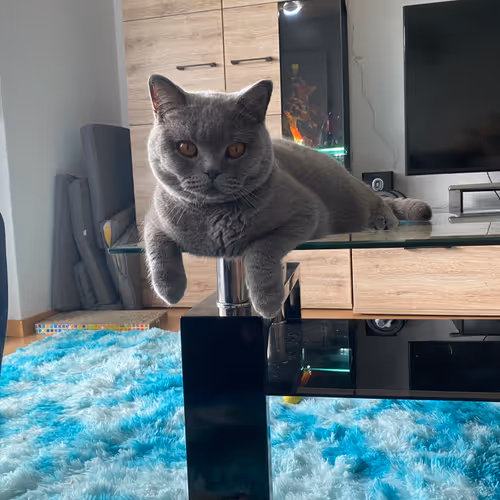 Britishshorthair/Mainecoon