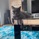 Britishshorthair/Mainecoon