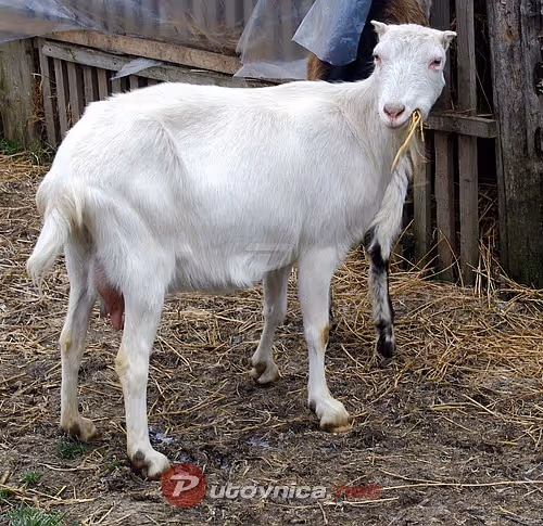 Bro bro where are you thou