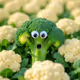 Broccoli Peekaboo Fields