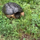 Bronx Turtle the Turtle of Luck