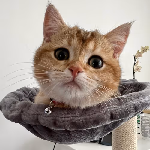 Life of a spoiled kitty