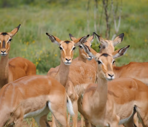 BrownAntelope
