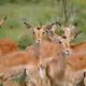 BrownAntelope