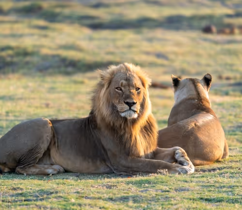 BrownLioness