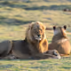 BrownLioness