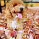 Bruno The Goldendoodle