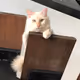 Brunomaomao the Cat