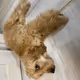 Bucks the dog