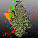 Bud Head Community - old - old